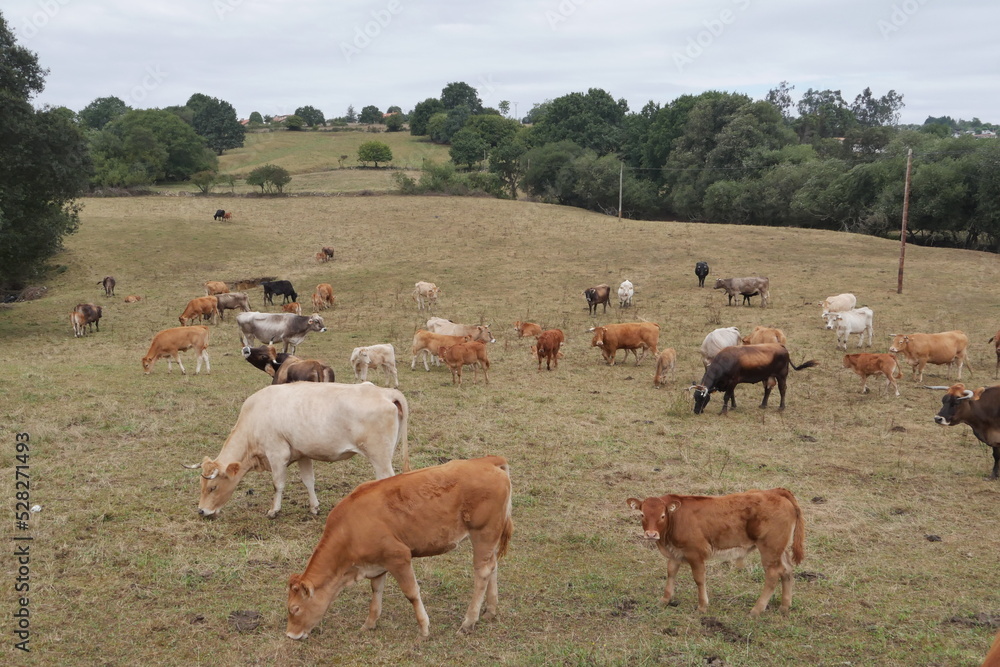 Vaches sur leur terrain naturel, dans un village espagnol historique et touristique, pâturage, troupeau rural et champ de culture