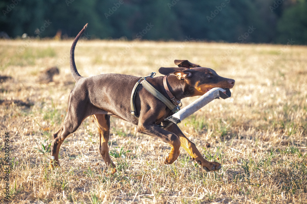 Junger Dobermann beim Spielen, brauner Dobermann Welpe