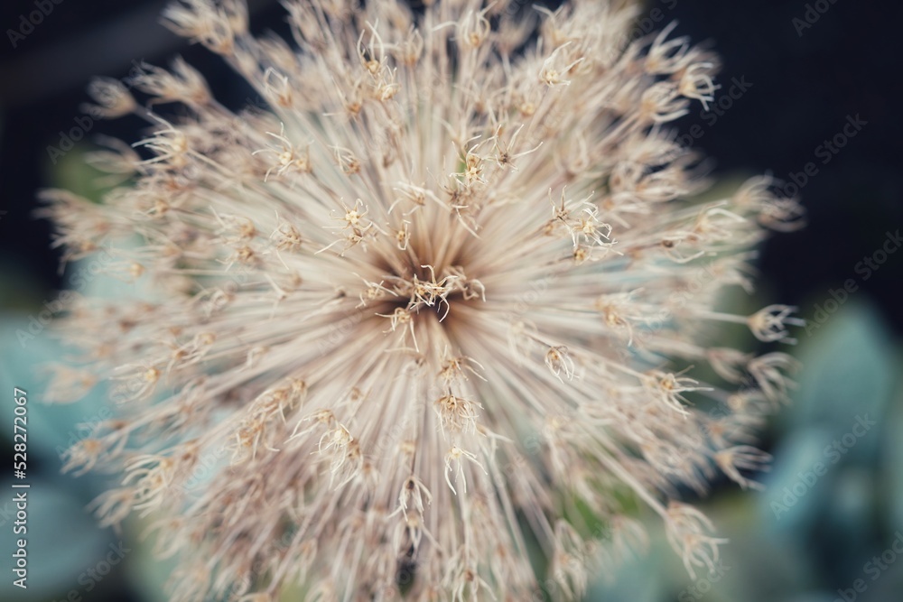 Flower explosion background