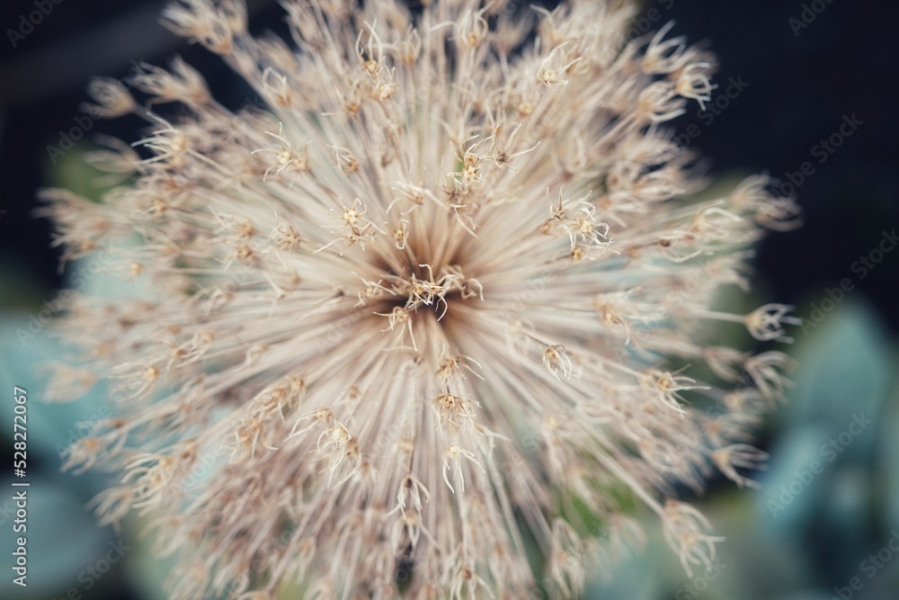 Fototapeta premium Flower explosion background