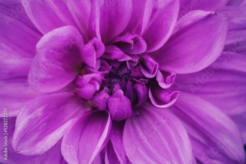 Dalia in flull bloom in purple background 