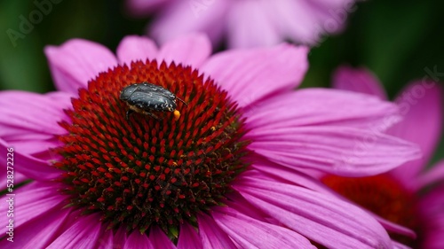 Bug on flower in summer Macro