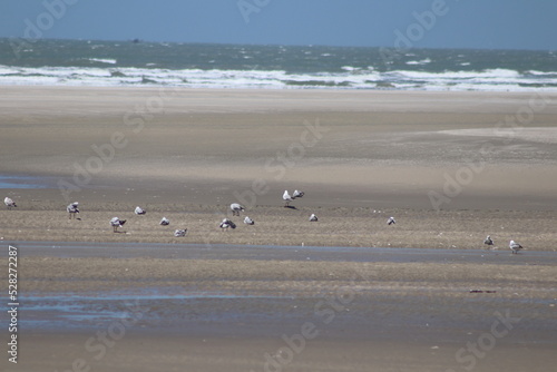 Bird Landscape Lençóis Maranheses Brazil