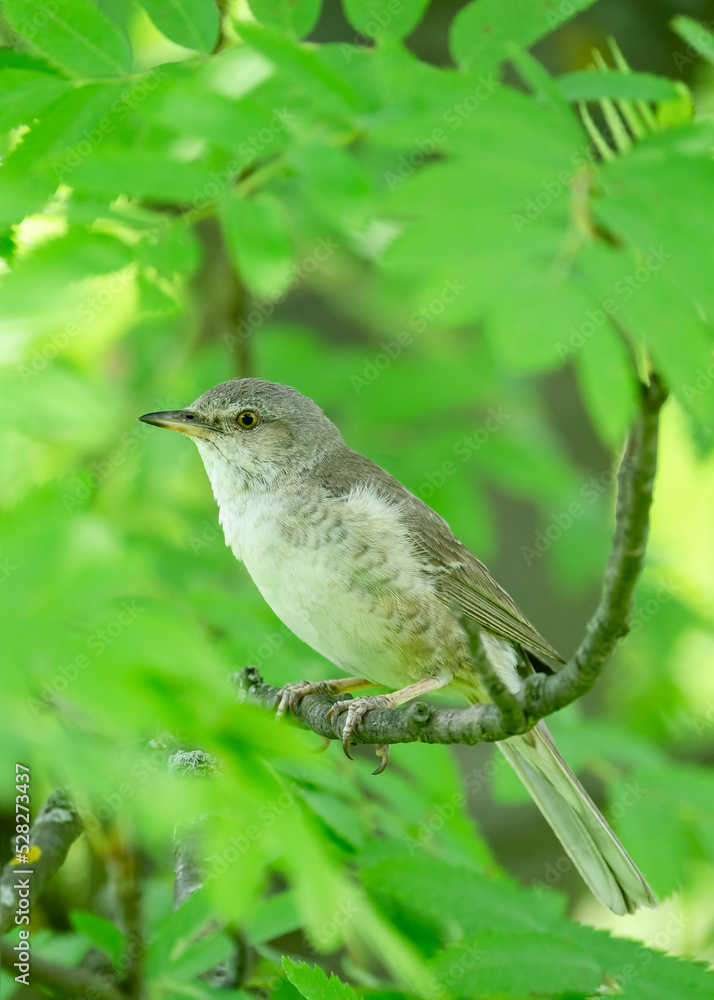 Fototapeta premium barred warbler (Curruca nisoria) is a typical warbler in the natural habitat.