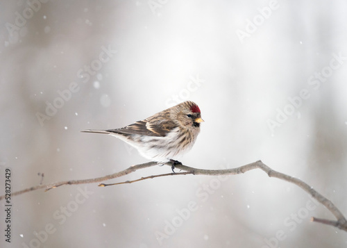 The common redpoll or mealy redpoll (Acanthis flammea) is a species of bird in the Fringillidae family. A male common redpoll on a snowy winter day. photo