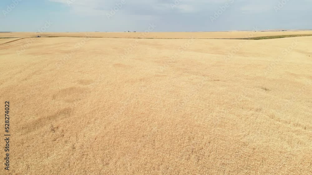 Aerial-Pan-Rolling fields of golden grain to 3 combines harvesting the ripe golden wheat Aerial-Pan-Rolling fields of golden grain to 3 combines harvesting the ripe golden wheat
