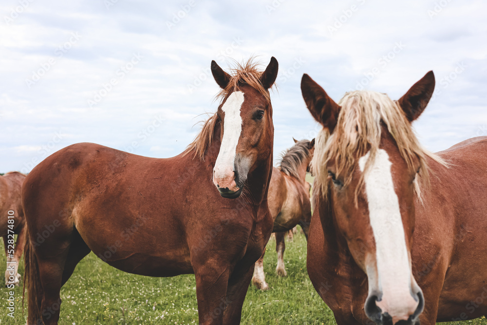 A heavy draft horse, horses with foals grazing in a meadow. A beautiful animal in the field in summer. A herd of horses in nature. A heavy draft horse, horses with foals grazing in a meadow. A beautiful animal in the field in summer. A herd of horses in nature.