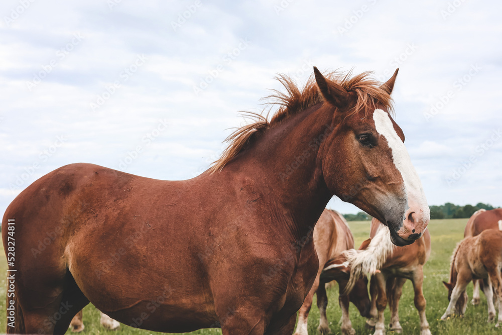 Obraz premium A heavy draft horse, horses with foals grazing in a meadow. A beautiful animal in the field in summer. A herd of horses in nature. 