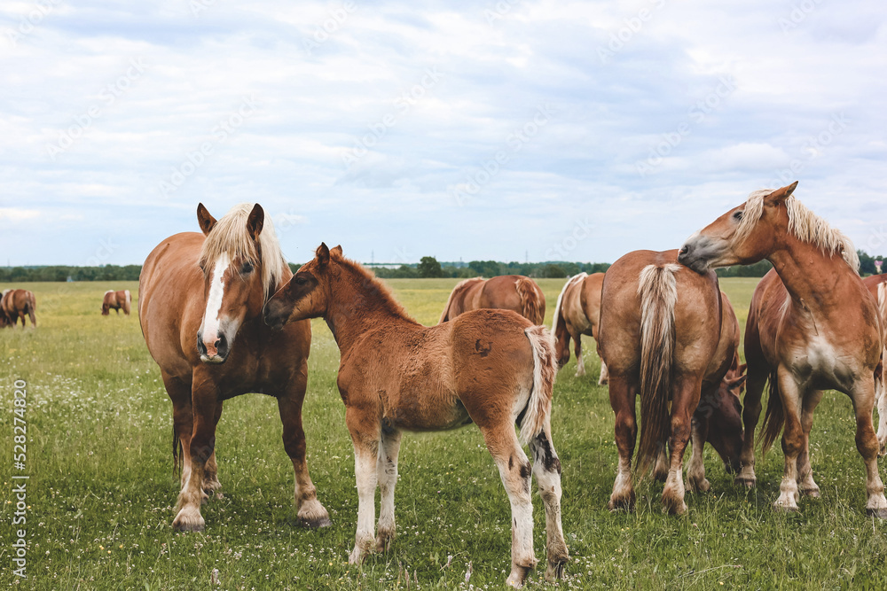 A heavy draft horse, horses with foals grazing in a meadow. A beautiful animal in the field in summer. A herd of horses in nature.	