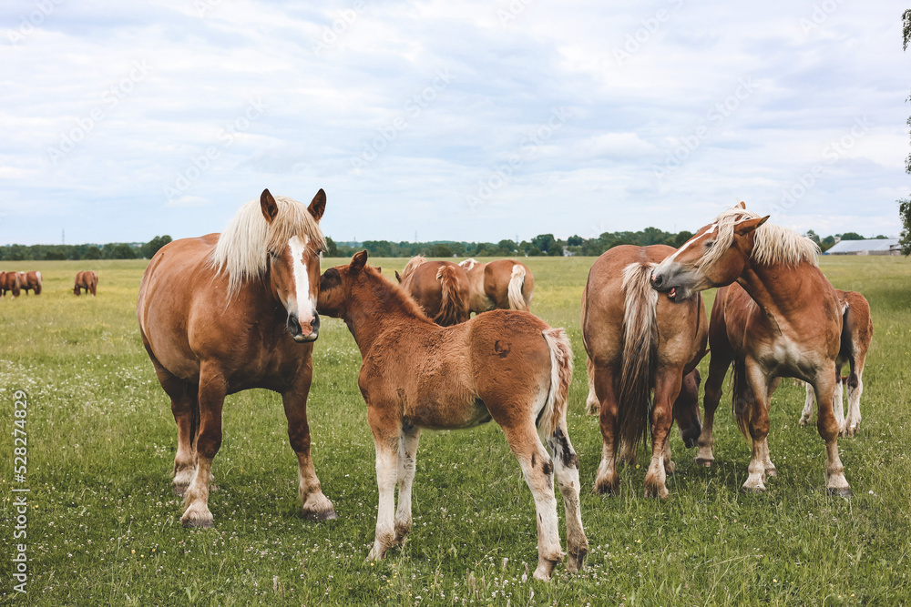 A heavy draft horse, horses with foals grazing in a meadow. A beautiful animal in the field in summer. A herd of horses in nature.	