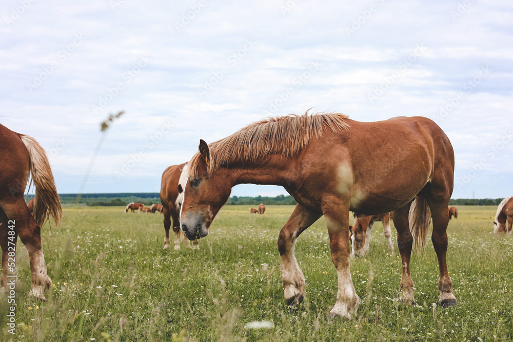 A heavy draft horse, horses with foals grazing in a meadow. A beautiful animal in the field in summer. A herd of horses in nature. A heavy draft horse, horses with foals grazing in a meadow. A beautiful animal in the field in summer. A herd of horses in nature.