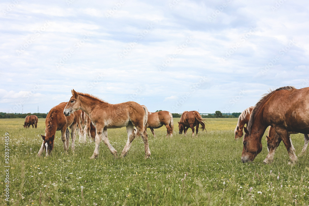 A heavy draft horse, horses with foals grazing in a meadow. A beautiful animal in the field in summer. A herd of horses in nature.	