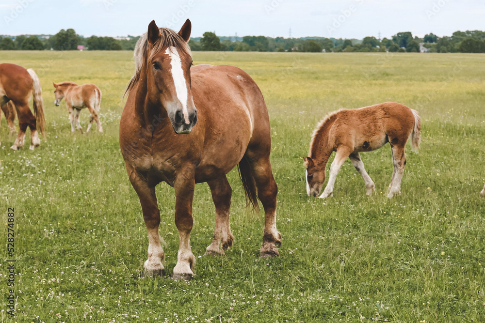 A heavy draft horse, horses with foals grazing in a meadow. A beautiful animal in the field in summer. A herd of horses in nature. A heavy draft horse, horses with foals grazing in a meadow. A beautiful animal in the field in summer. A herd of horses in nature.