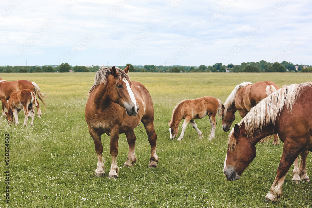 A heavy draft horse, horses with foals grazing in a meadow. A beautiful animal in the field in summer. A herd of horses in nature.