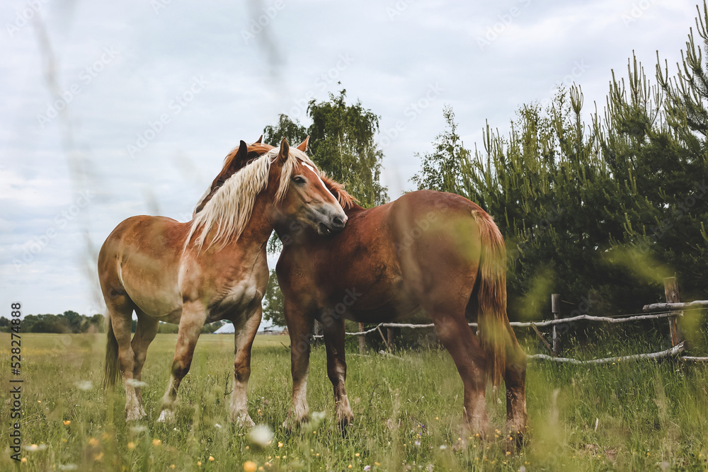 A heavy draft horse, horses with foals grazing in a meadow. A beautiful animal in the field in summer. A herd of horses in nature.