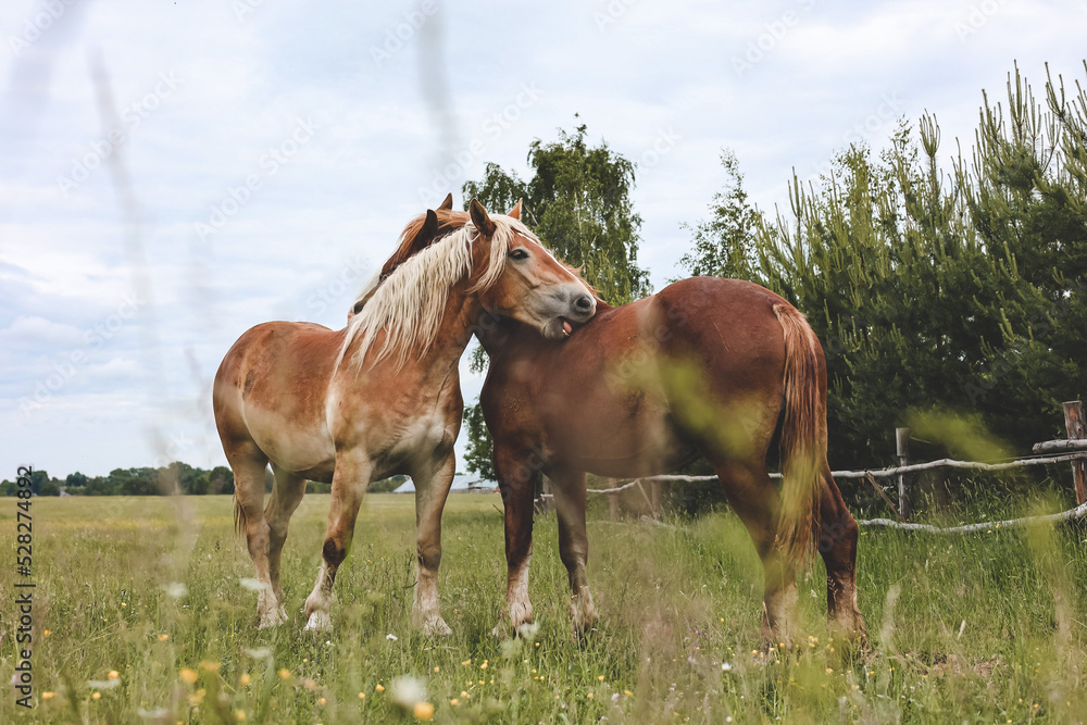 A heavy draft horse, horses with foals grazing in a meadow. A beautiful animal in the field in summer. A herd of horses in nature. A heavy draft horse, horses with foals grazing in a meadow. A beautiful animal in the field in summer. A herd of horses in nature.