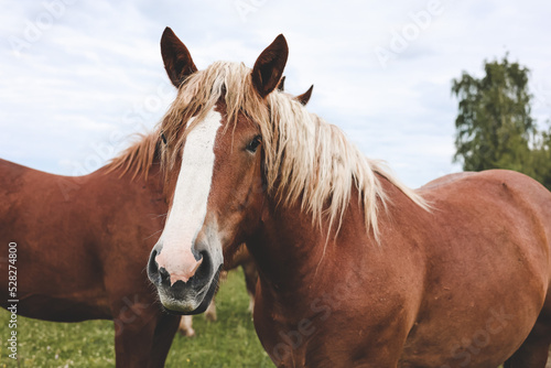 A heavy draft horse  horses with foals grazing in a meadow. A beautiful animal in the field in summer. A herd of horses in nature. 