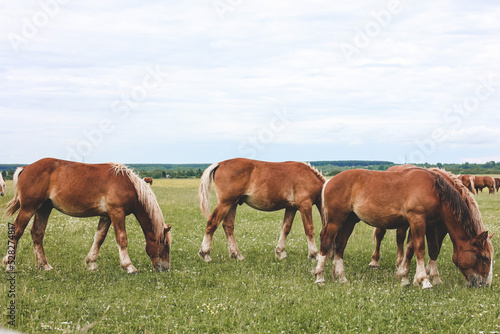 A heavy draft horse, horses with foals grazing in a meadow. A beautiful animal in the field in summer. A herd of horses in nature. 