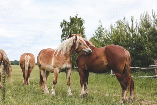 A heavy draft horse  horses with foals grazing in a meadow. A beautiful animal in the field in summer. A herd of horses in nature.