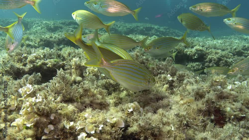 Mediterranean gold banded fihs shoal in shallow water Mediterranean gold banded fihs shoal in shallow water