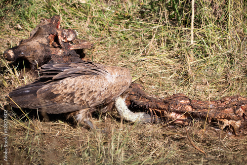 African white-backed vulture feeding on the remains of an African giraffe's head in the dense African savannah, these scavenging birds watch from the trees for kills.