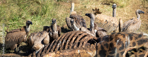 Photos Panoramic view of African white-backed vultures eating the remains of a giraffe in the African savannah, these birds are carnivores and scavengers that are attentive to the dead