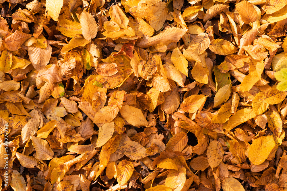 Carpet of yellow autumn leaves. Carpet of yellow autumn leaves.