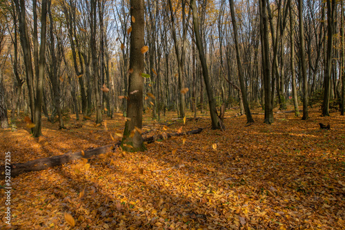 Autumn forest scene vibrant yellow leaves 
