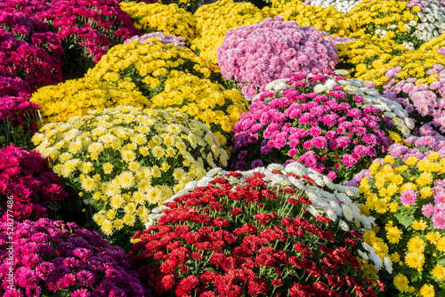Different colors and varieties of chrisanthemums 