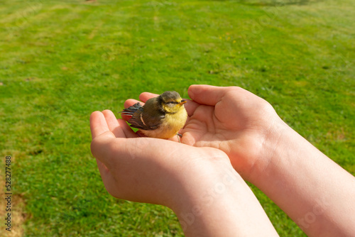 Фотография petit oisillon mésange secouru