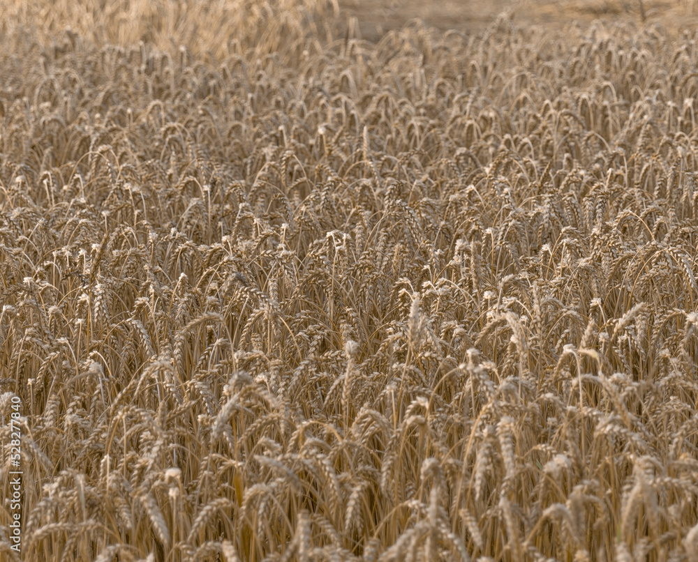 golden rye field, rye agriculture, harvest time, food landscape, farming. golden rye field, rye agriculture, harvest time, food landscape, farming.
