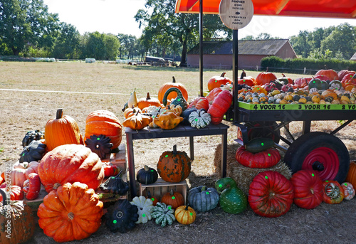 A pumpkin sales booth in the Netherlands. The selling is based on trust. The prices are on the pumpkins and there is a piggy-bank to put the money in. photo