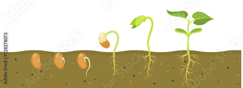 Germination of bean seed in soil. Stages of growth of seedlings in agriculture.