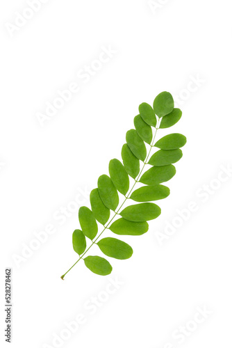 Green leaf of acacia tree isolated on white background. Summer view.