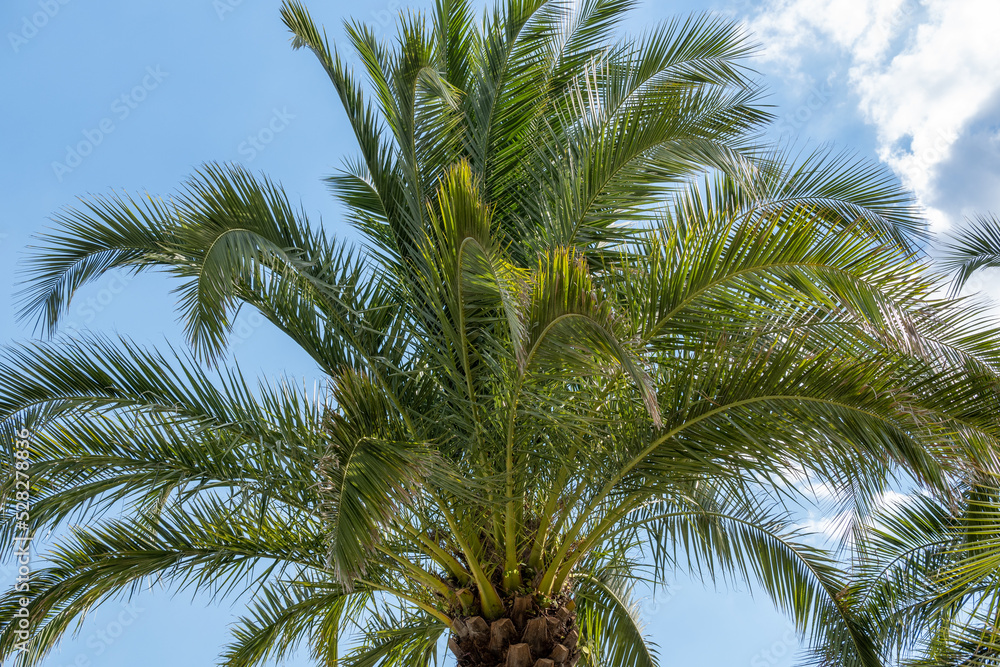 Fototapeta premium palm tree in the sky
