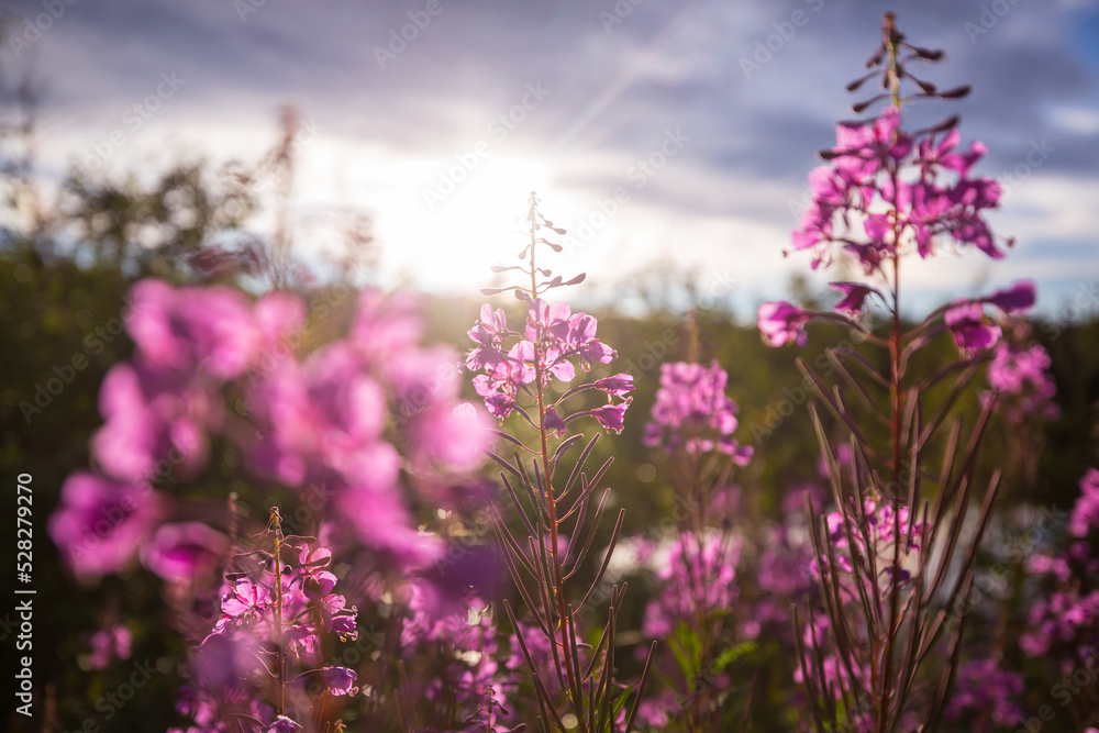Naklejka premium Wildflowers