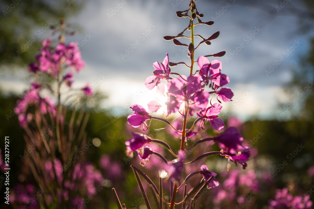 Obraz premium Wildflowers
