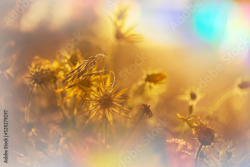 Wildflowers © Galyna Andrushko
