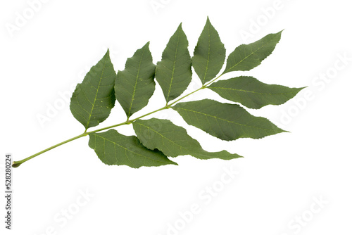 Green Ash tree (Fraxinus americana) leaf isolated on a white background. Summer view. photo