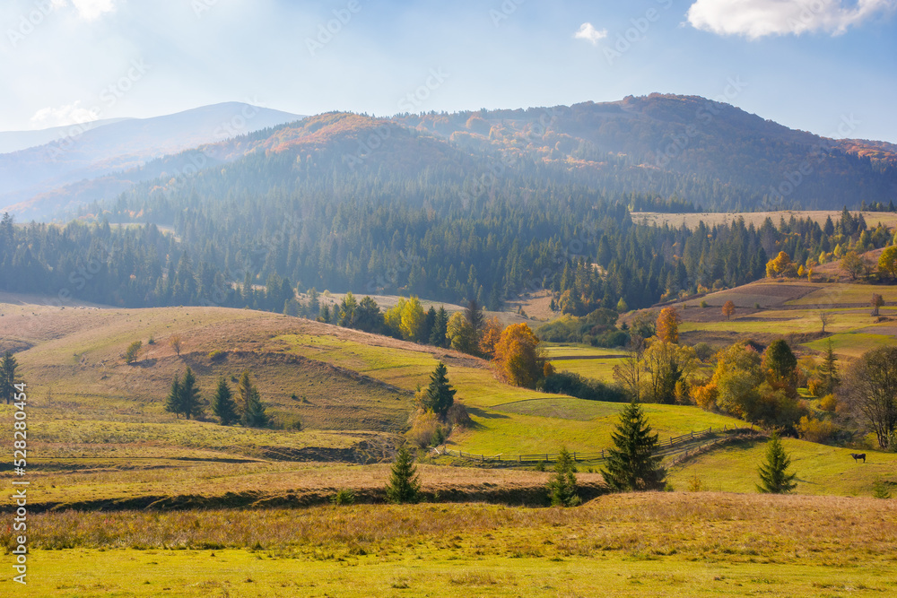 mountainous rural landscape. fields and pastures on rolling hills. sunny autumn day. beauty of carpathian countryside scenery