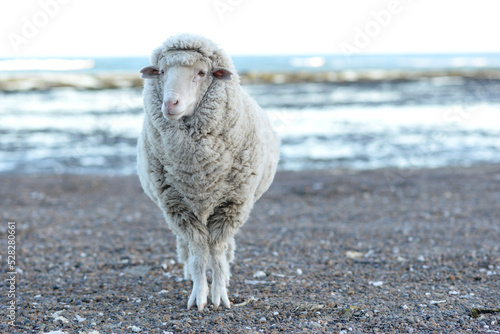 Portrait of a sheep standing on beach,  Puerto Madryn, Chubut, Patagonia, Argentina photo