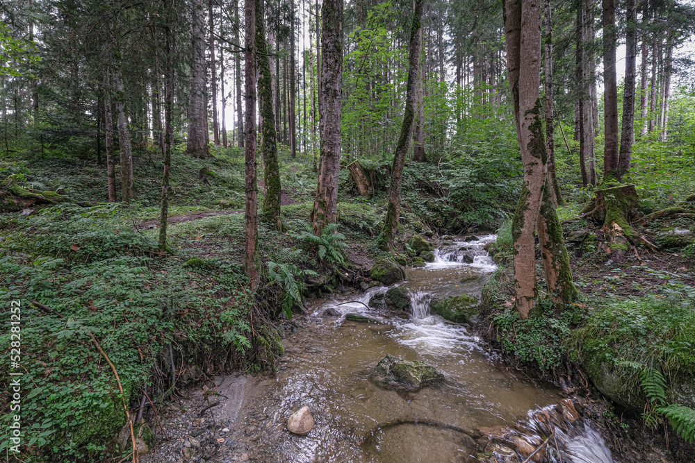 A stream in a small forest on Ramsau height, Ramsau am Dachstein, high abobe Schladming, Styria, Austria A stream in a small forest on Ramsau height, Ramsau am Dachstein, high abobe Schladming, Styria, Austria