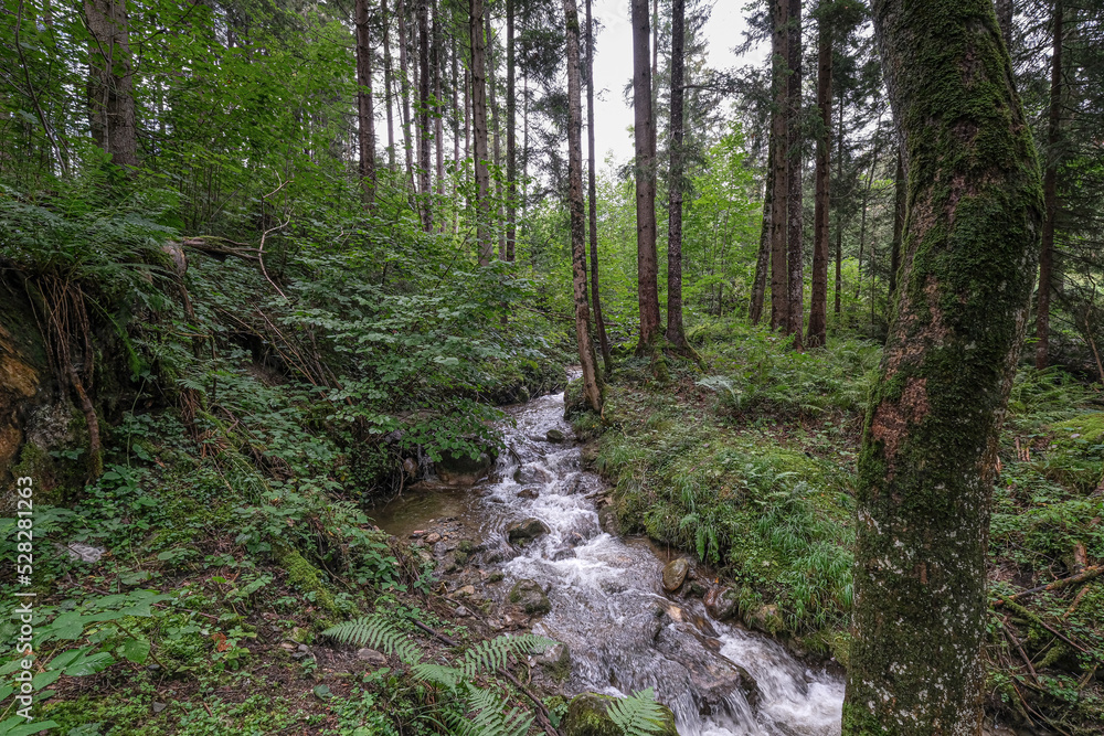 A stream in a small forest on Ramsau height, Ramsau am Dachstein, high abobe Schladming, Styria, Austria A stream in a small forest on Ramsau height, Ramsau am Dachstein, high abobe Schladming, Styria, Austria