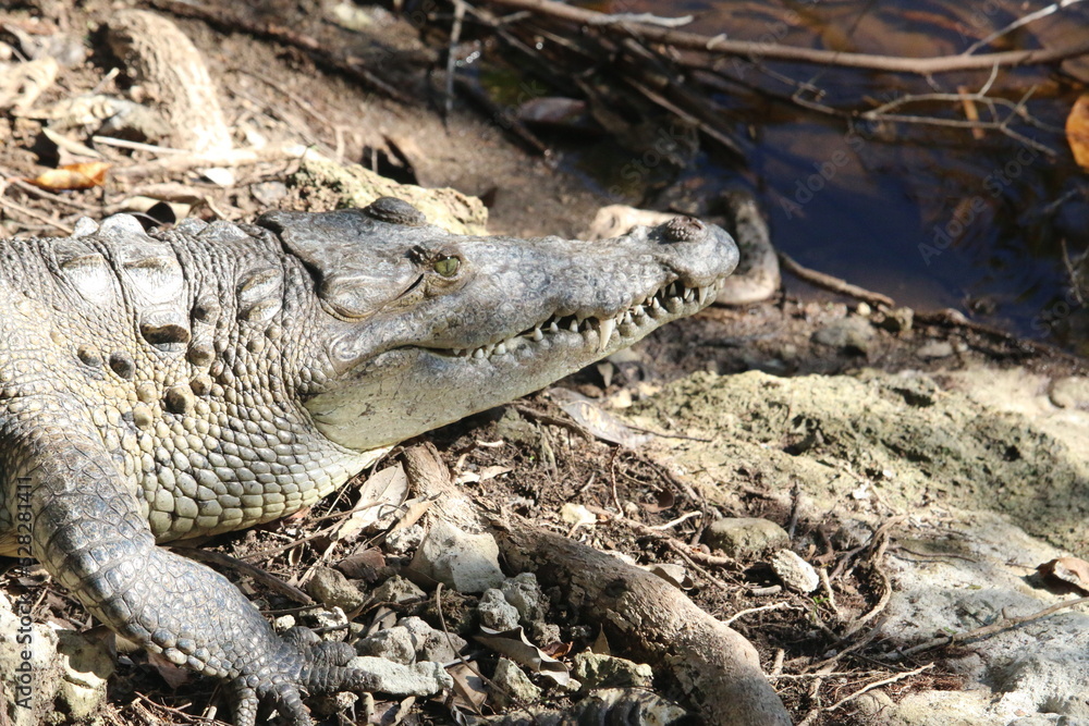 Obraz premium crocodile head