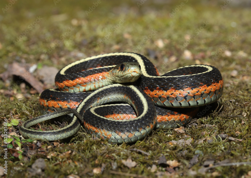 Profile view of a harmless and pretty coast gartersnake (Thamnophis elegans terrestris) coiled up in a backyard. Profile view of a harmless and pretty coast gartersnake (Thamnophis elegans terrestris) coiled up in a backyard.