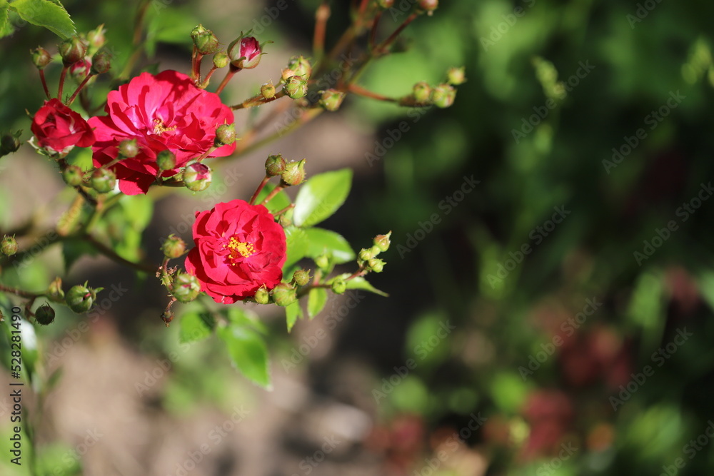 Bush rose close-up. Two opened buds with red petals. Bush rose close-up. Two opened buds with red petals.