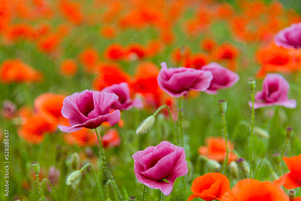 Obraz premium Beautiful wild purple and red poppies. Background. Nature.
