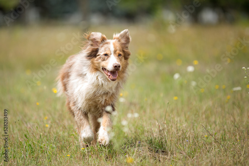 nice australian shepherd in spring