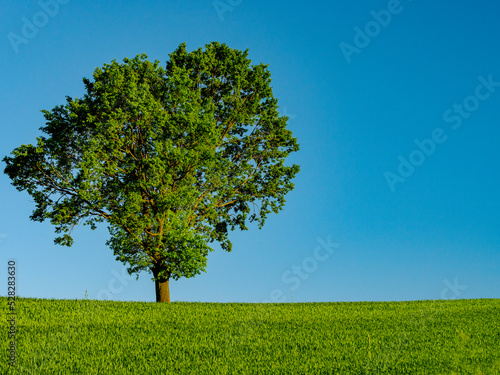 green tree and green field