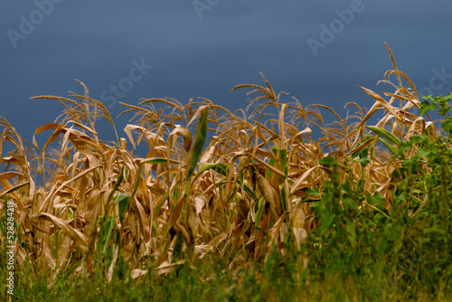 Dry corn stalk field plant blue sky harvest Moldova Agricultural autumn colors.